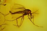 Three Fossil Flies (Diptera) In Baltic Amber #173639-3